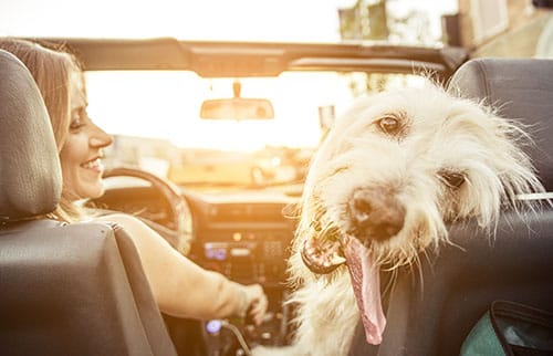Woman and her labradoodle dog driving with the car Woman and her labradoodle dog driving with the car. concept about animals